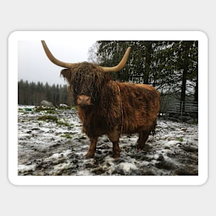 Scottish Highland Cattle Cow 2166 Sticker